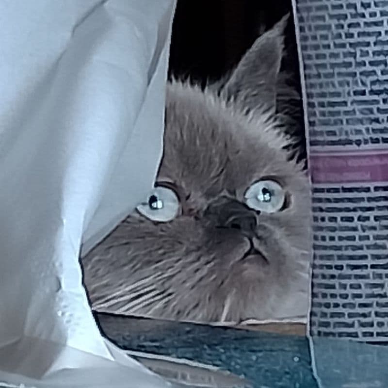 Gato saudável e vacinado