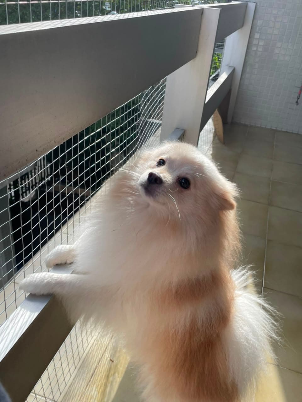 Cachorro animado brincando na creche do Hotel Patinhas