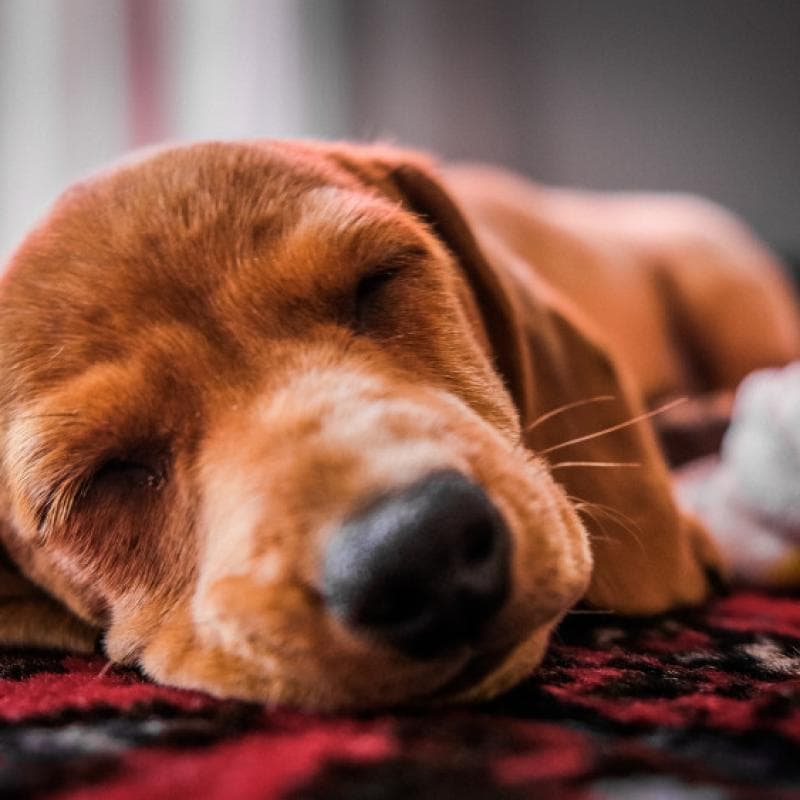 Cachorro esperto e cheio de energia
