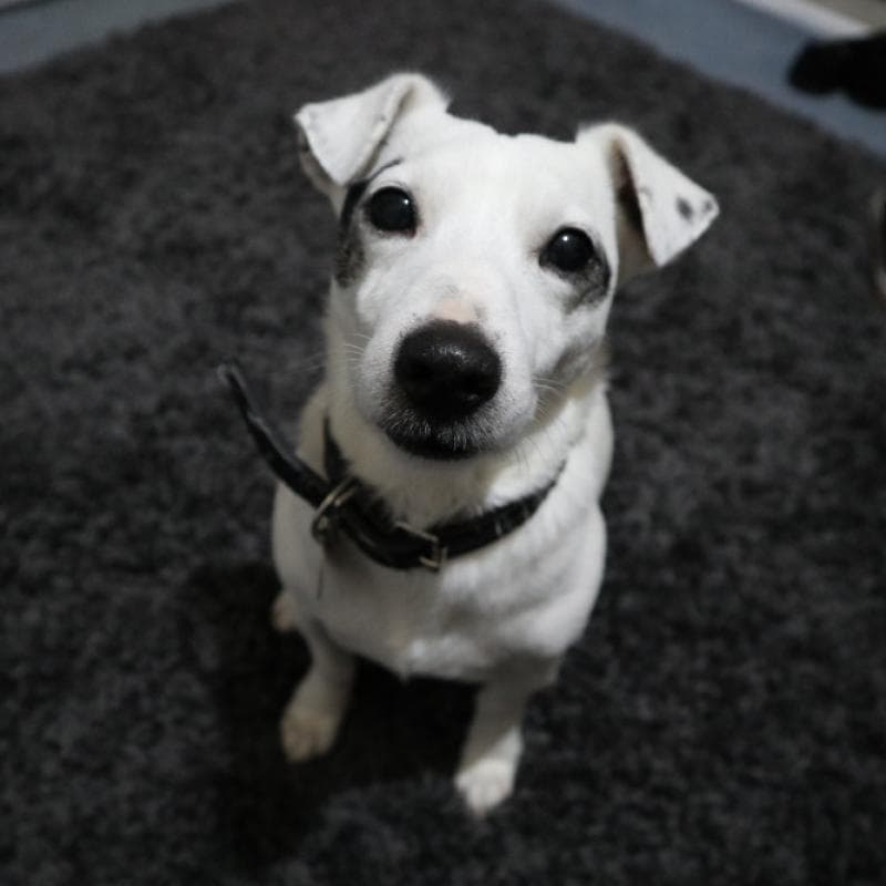 Cachorro olhando pela janela