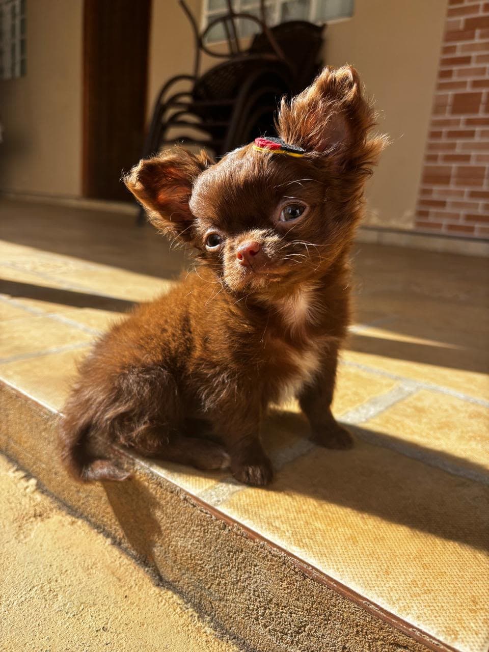Cachorro feliz e bem cuidado no Hotel Patinhas